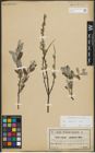 Foto von Salix repens subsp. repens L.